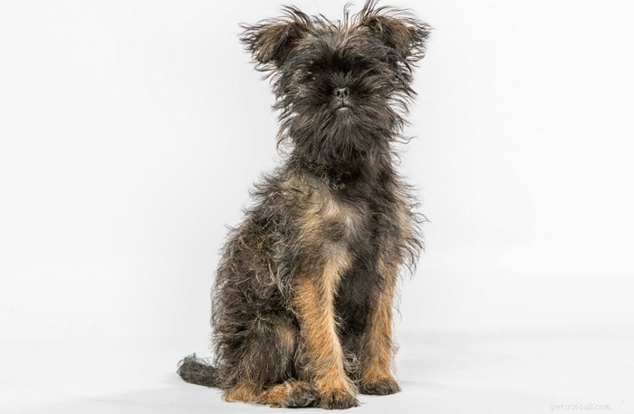 Top 20 Toy Dog Breeds: Small, Friendly, Low‑Bark Companions