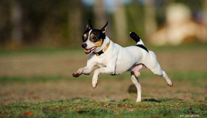 Top 20 Toy Dog Breeds: Small, Friendly, Low‑Bark Companions