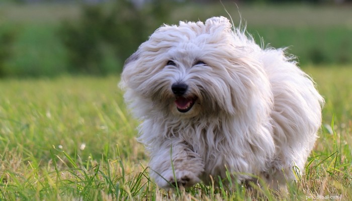 Top 20 Toy Dog Breeds: Small, Friendly, Low‑Bark Companions