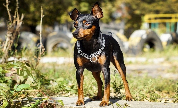 Top 20 Toy Dog Breeds: Small, Friendly, Low‑Bark Companions