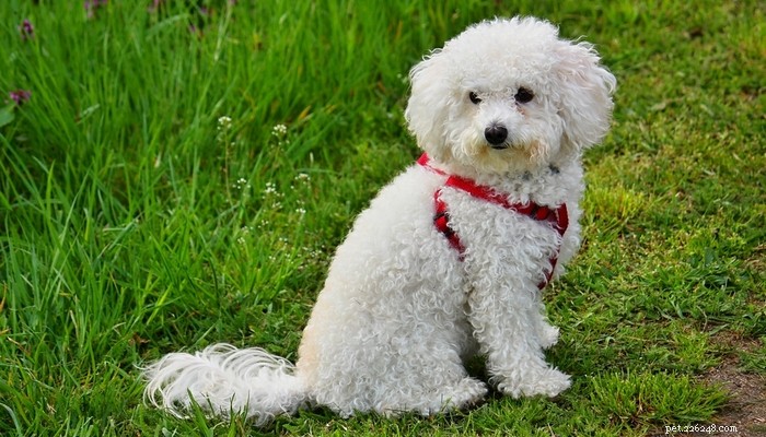 Top 20 Toy Dog Breeds: Small, Friendly, Low‑Bark Companions