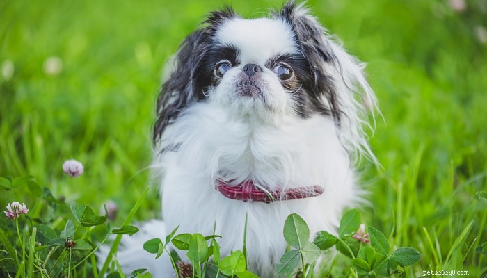 Top 20 Toy Dog Breeds: Small, Friendly, Low‑Bark Companions