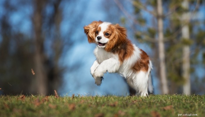 Top 20 Toy Dog Breeds: Small, Friendly, Low‑Bark Companions