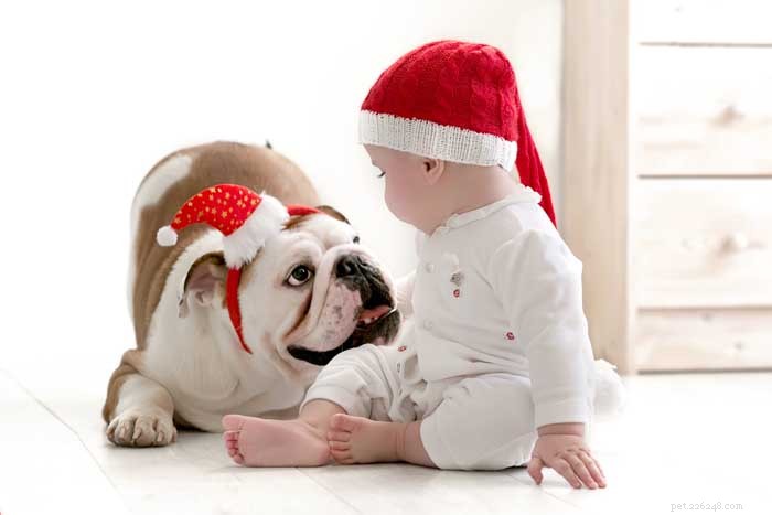 16 Family-Friendly Dog Breeds Perfect for Homes with Kids