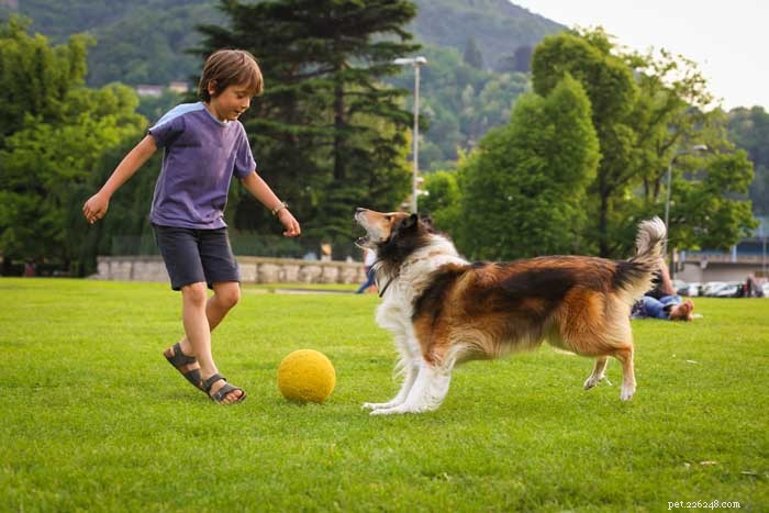 16 Family-Friendly Dog Breeds Perfect for Homes with Kids