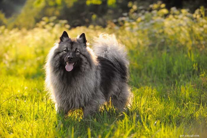 16 Family-Friendly Dog Breeds Perfect for Homes with Kids