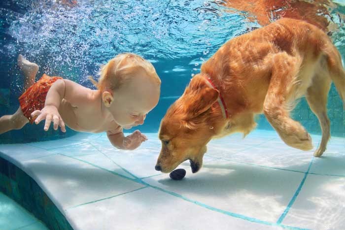16 Family-Friendly Dog Breeds Perfect for Homes with Kids