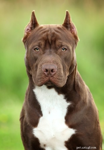 Healthy Muscle Building for Pit Bulls: A Comprehensive Guide