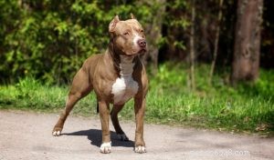 Healthy Muscle Building for Pit Bulls: A Comprehensive Guide
