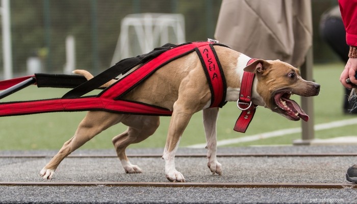 Healthy Muscle Building for Pit Bulls: A Comprehensive Guide