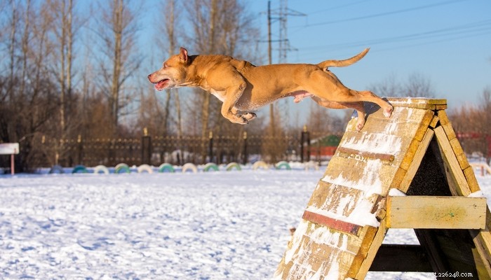 Healthy Muscle Building for Pit Bulls: A Comprehensive Guide