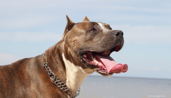 Healthy Muscle Building for Pit Bulls: A Comprehensive Guide