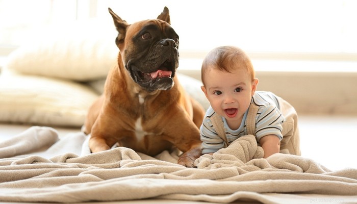 Choosing the Right Dog: A Guide to Matching Breeds with Your Living Situation