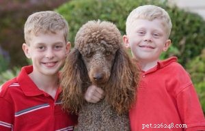 Choosing the Right Dog: A Guide to Matching Breeds with Your Living Situation