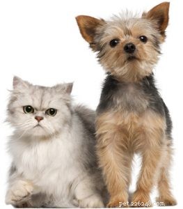 Choosing the Right Dog: A Guide to Matching Breeds with Your Living Situation