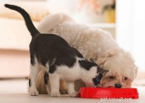 Choosing the Right Dog: A Guide to Matching Breeds with Your Living Situation