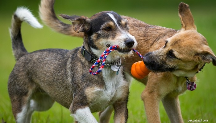 Choosing the Right Dog: A Guide to Matching Breeds with Your Living Situation