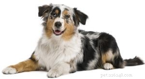 Choosing the Right Dog: A Guide to Matching Breeds with Your Living Situation