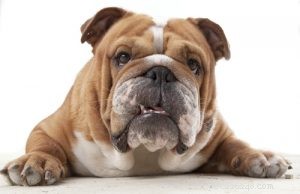 Choosing the Right Dog: A Guide to Matching Breeds with Your Living Situation