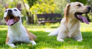 Choosing the Right Dog: A Guide to Matching Breeds with Your Living Situation