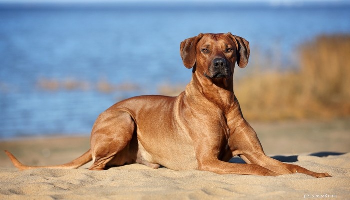 Choosing the Right Dog: A Guide to Matching Breeds with Your Living Situation