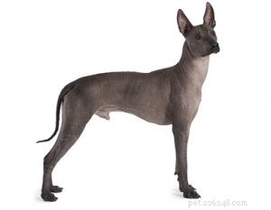 Choosing the Right Dog: A Guide to Matching Breeds with Your Living Situation