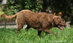 Choosing the Right Dog: A Guide to Matching Breeds with Your Living Situation