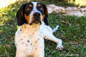 Choosing the Right Dog: A Guide to Matching Breeds with Your Living Situation