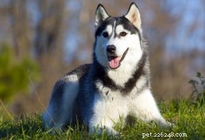 Choosing the Right Dog: A Guide to Matching Breeds with Your Living Situation