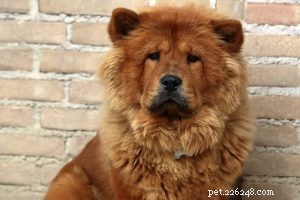 Choosing the Right Dog: A Guide to Matching Breeds with Your Living Situation