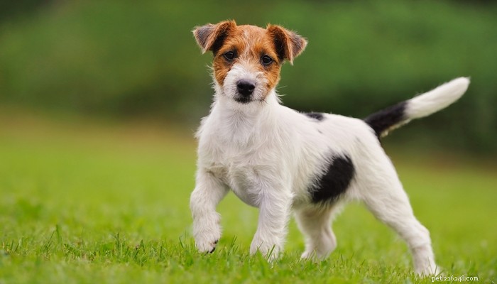 Choosing the Right Dog: A Guide to Matching Breeds with Your Living Situation