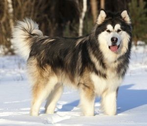 Choosing the Right Dog: A Guide to Matching Breeds with Your Living Situation