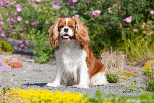 Choosing the Right Dog: A Guide to Matching Breeds with Your Living Situation