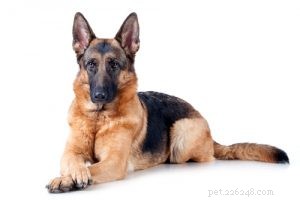 Choosing the Right Dog: A Guide to Matching Breeds with Your Living Situation