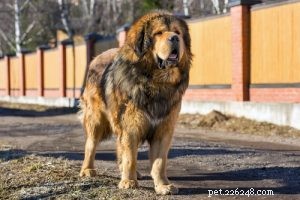 Choosing the Right Dog: A Guide to Matching Breeds with Your Living Situation
