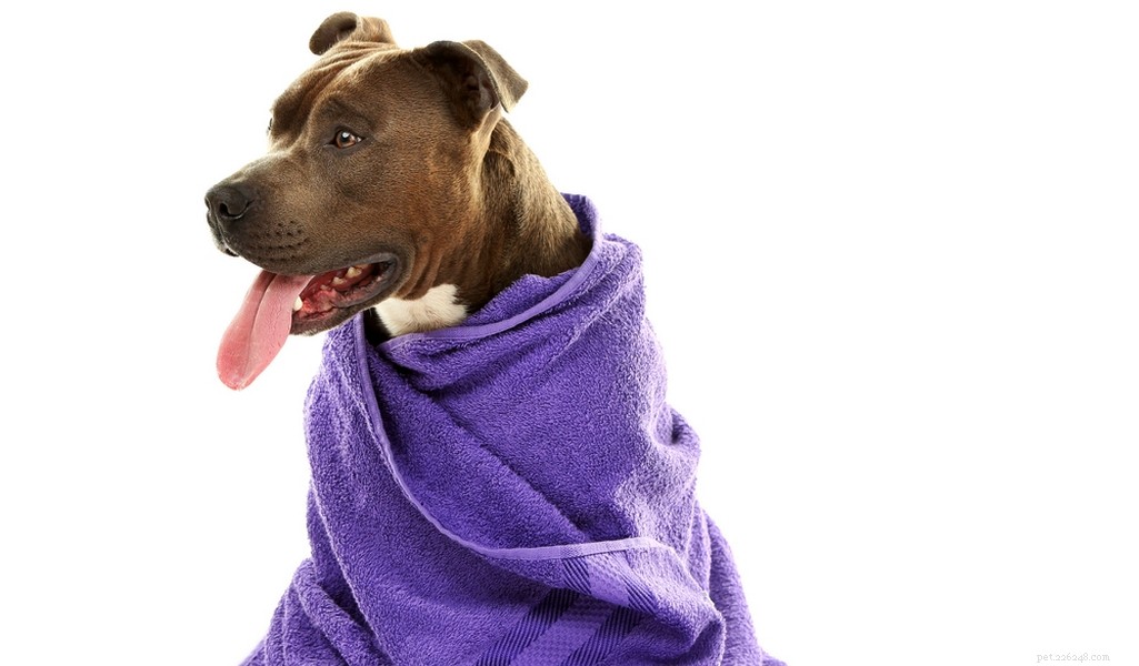 American Staffordshire Terrier: Breed Profile & Key Traits