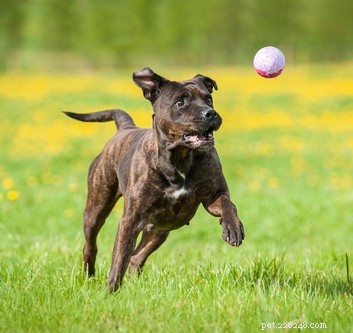 American Staffordshire Terrier: Breed Profile & Key Traits