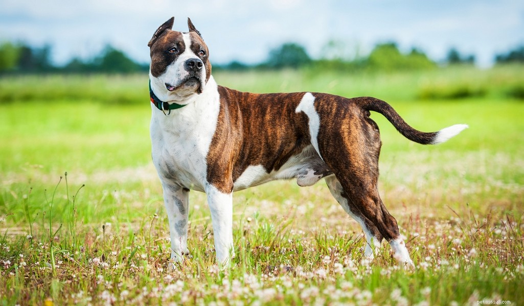 American Staffordshire Terrier: Breed Profile & Key Traits