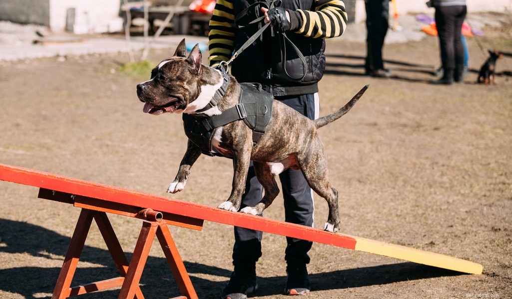 American Staffordshire Terrier: Breed Profile & Key Traits