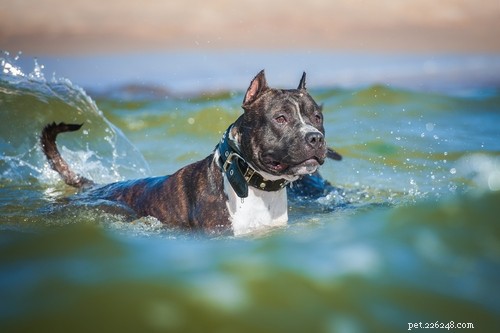 American Staffordshire Terrier: Breed Profile & Key Traits
