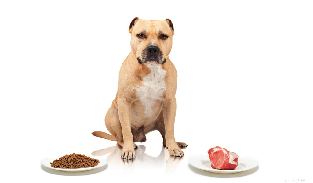 American Staffordshire Terrier: Breed Profile & Key Traits