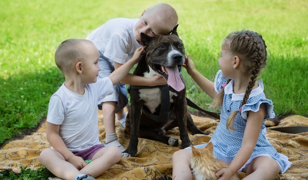 American Staffordshire Terrier: Breed Profile & Key Traits