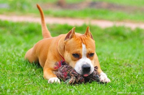 American Staffordshire Terrier: Breed Profile & Key Traits