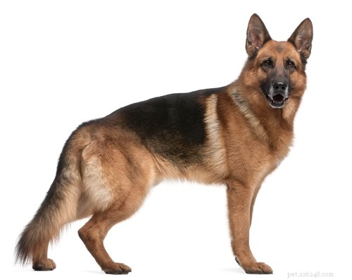 German Shepherd: Comprehensive Breed Profile & Key Traits