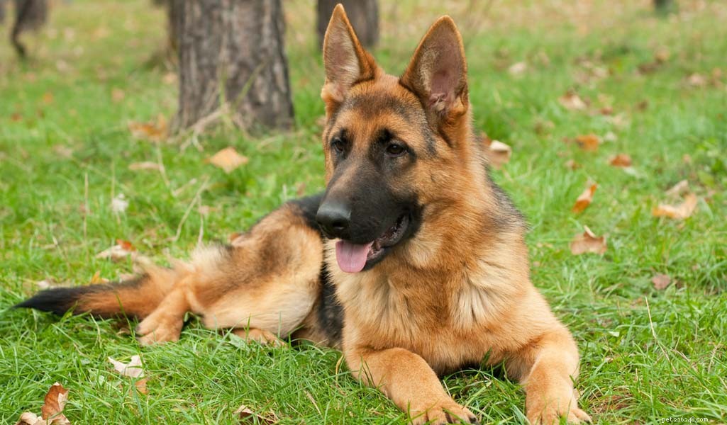 German Shepherd: Comprehensive Breed Profile & Key Traits