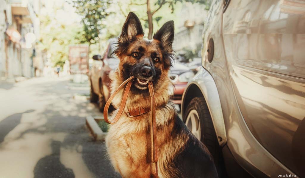 German Shepherd: Comprehensive Breed Profile & Key Traits