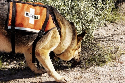 German Shepherd: Comprehensive Breed Profile & Key Traits