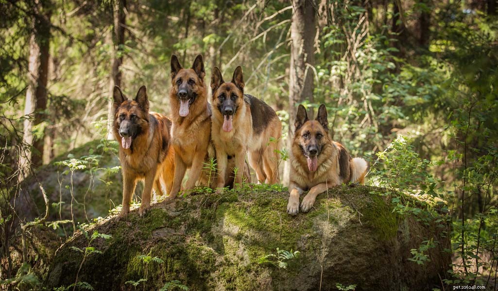 German Shepherd: Comprehensive Breed Profile & Key Traits
