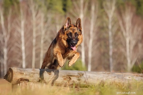 German Shepherd: Comprehensive Breed Profile & Key Traits