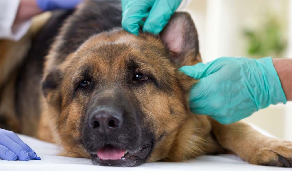 German Shepherd: Comprehensive Breed Profile & Key Traits
